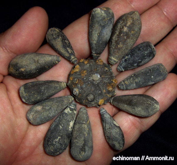 морские ежи, юра, Марокко, Sphaerotiaris, Jurassic