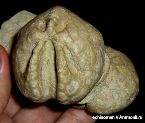 морские ежи, Испания, Shizaster morgadesi, Shizaster