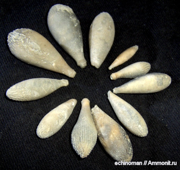 морские ежи, нижний мел, Болгария, Pseudocidaris, Pseudocidaris clunifera, Lower Cretaceous