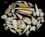 Миоценские моллюски, миоцен(тортон), Опанско бърдо, Болгария