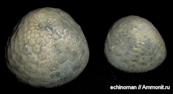 морские ежи, палеоцен, датский ярус, Болгария, Ovulaster, Ovulaster protodecimae