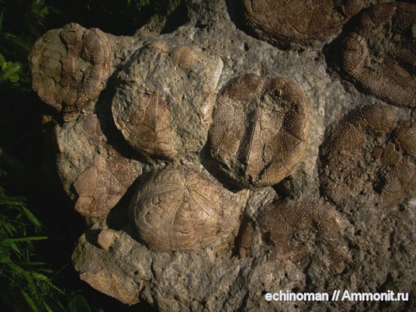 морские ежи, палеоген, Болгария, Macropneustes deshayesi, Macropneustes