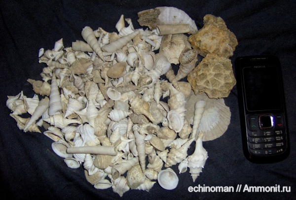 морские ежи, двустворки, миоцен