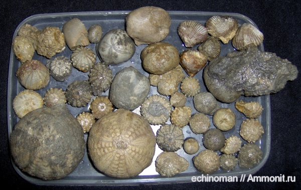 брахиоподы, морские ежи, нижний мел, апт, Болгария, Aptian, Lower Cretaceous