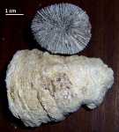 Lithophylllia amplа, миоцен, д.Биволаре, Болгария