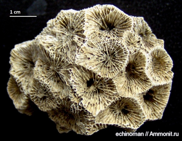 неоген, кораллы, миоцен, Болгария, Scleractinia, Favites neugeboreni, Favites