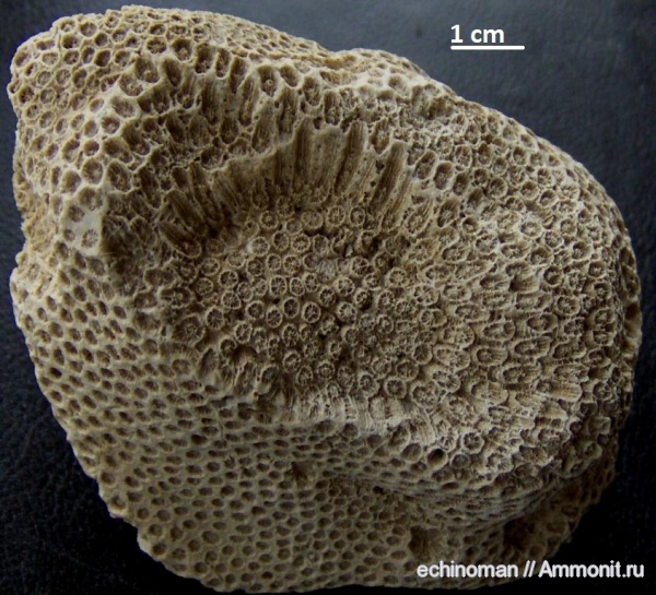 неоген, кораллы, миоцен, Болгария, Scleractinia, Heliastrea reussiana, Heliastrea