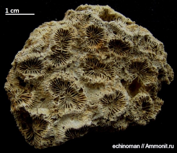 кораллы, миоцен, Болгария, Scleractinia, Favia gotschevi, Favia