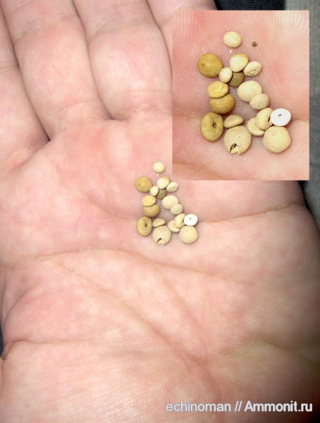 морские ежи, миоцен, Болгария, Echinocyamus