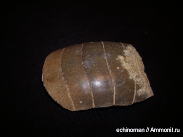 палеоген, скаты, Myliobatis, Болгария