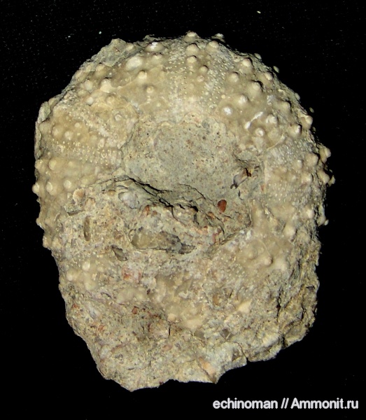 морские ежи, нижний мел, апт, Болгария, Pseudodiadema, Aptian, Lower Cretaceous