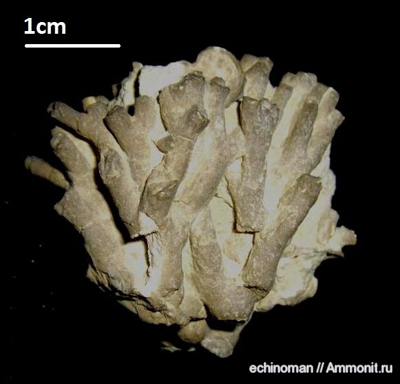 мшанки, верхний мел, сантон, Болгария, Santonian, Upper Cretaceous