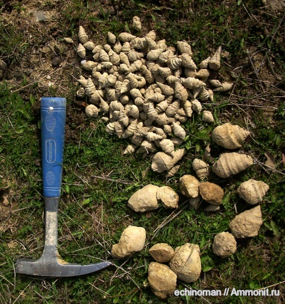 брюхоногие моллюски, нижний мел, Болгария, Lower Cretaceous