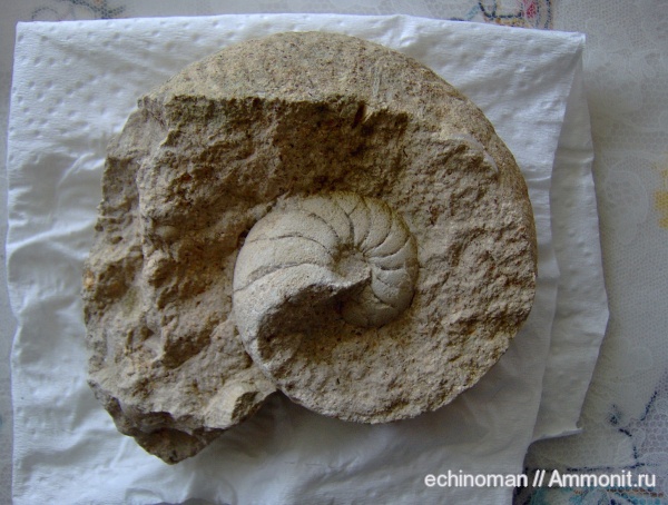 головоногие моллюски, Eucymatoceras, Болгария, Eucymatoceras aff. plicatus, Eucymatoceras баррем, Eucymatoceras plicatus