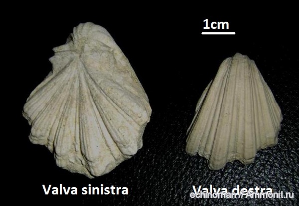 двустворчатые моллюски, верхний мел, Neithea, Болгария, Neithea striatocostata, Upper Cretaceous