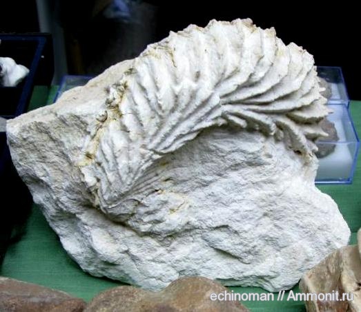 двустворки, маастрихт, верхний мел, Lopha, Болгария, Lopha diluviana, Никопол, Maastrichtian, Upper Cretaceous