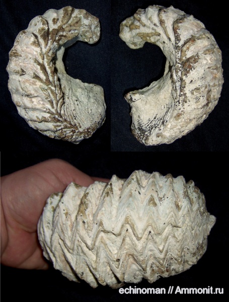 двустворчатые моллюски, маастрихт, верхний мел, Lopha, Болгария, Lopha diluviana, Maastrichtian, Upper Cretaceous