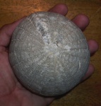 Echinocorys edhemi, Paleocene, Byala Formation, Bulgaria