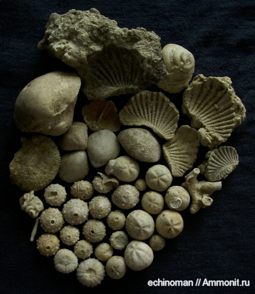 морские ежи, сантон, Болгария, Santonian