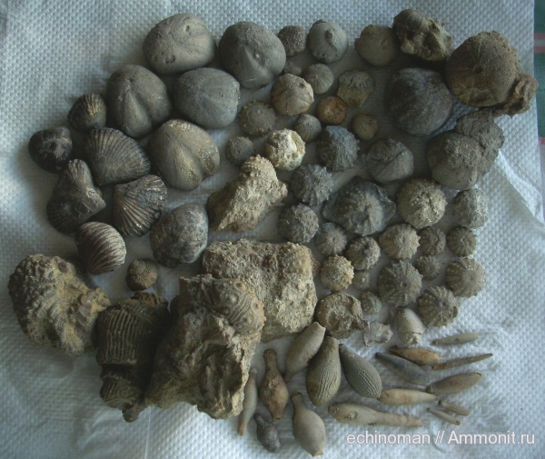 гастроподы, морские ежи, кораллы, нижний мел, Болгария, Lower Cretaceous