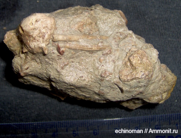 морские ежи, нижний мел, Temnocidaris, иглы, Болгария, Temnocidaris malum, Lower Cretaceous