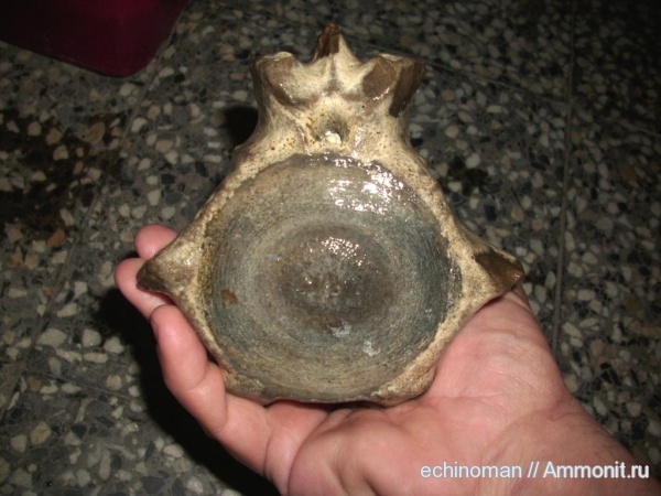 неоген, Cetotherium, Болгария, Cetoterium