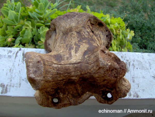 млекопитающие, плейстоцен, череп, Megaloceros, Megaloceros giganteus, Болгария