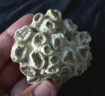 Favia gotchevi, Miocene, Bivolare, Pleven region, Bulgaria Favia gotchevi, Miocene, Bivolare, Pleven region, Bulgaria