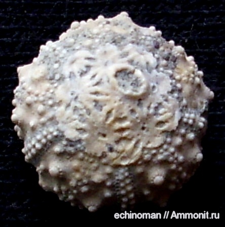 морские ежи, апт, Болгария, Leptosalenia, Aptian