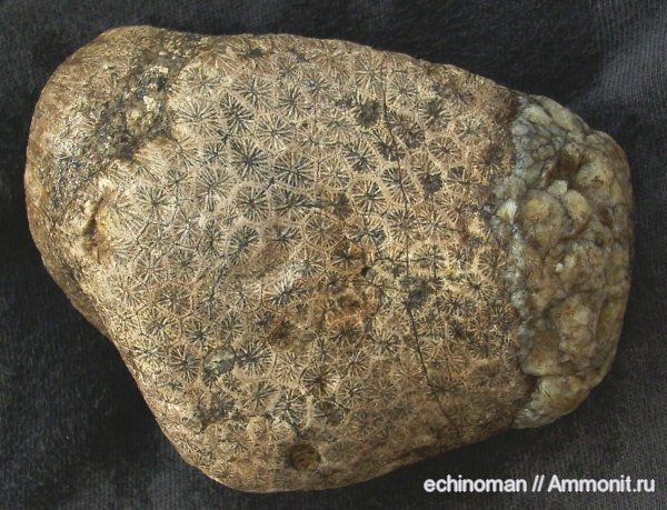 палеоген, кораллы, Болгария, Scleractinia