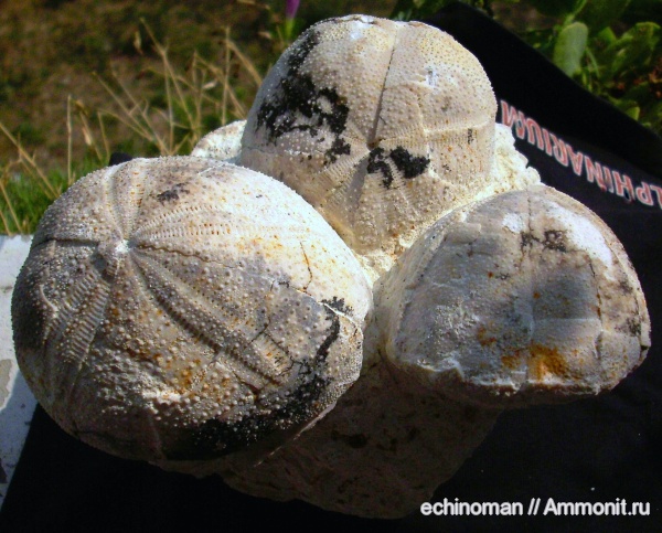 морские ежи, олигоцен, Болгария, Hypsopatagus meneghinii, Hypsopatagus