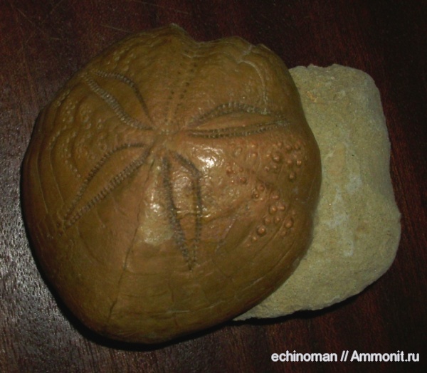 морские ежи, Испания, плиоцен, spatangus, Spatangus purpureus