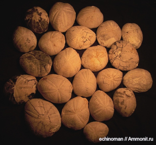 морские ежи, олигоцен, Болгария, Hypsopatagus meneghinii, Hypsopatagus