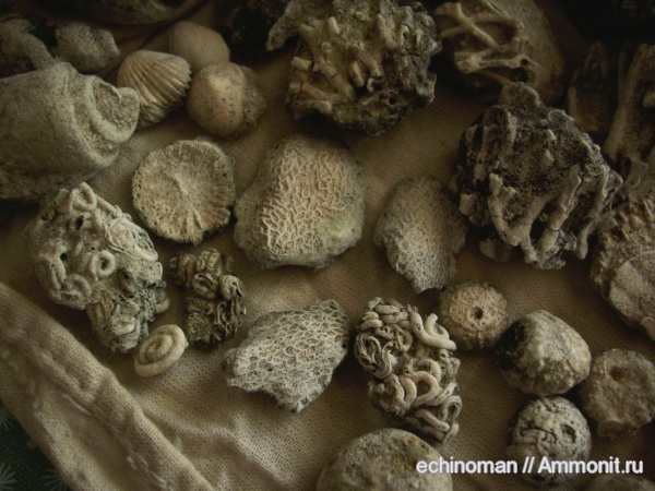 брахиоподы, моллюски, морские ежи, иглокожие, мшанки, кораллы, двустворчатые моллюски, кольчатые черви, кишечнополостные, брюхоногие моллюски, беспозвоночные