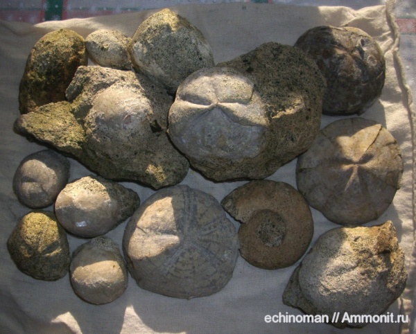 аммониты, морские ежи, верхний мел, Ammonites, турон, Болгария, Turonian, Upper Cretaceous