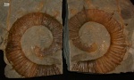 Crioceratites spinosus, Hauterivian, Pali Lula vilage, NW Bulgaria