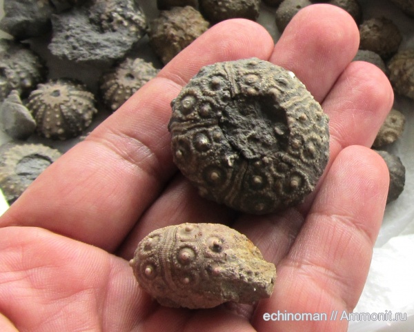 морские ежи, нижний мел, аптский ярус, Temnocidaris, Болгария, Temnocidaris malum, Aptian, Lower Cretaceous