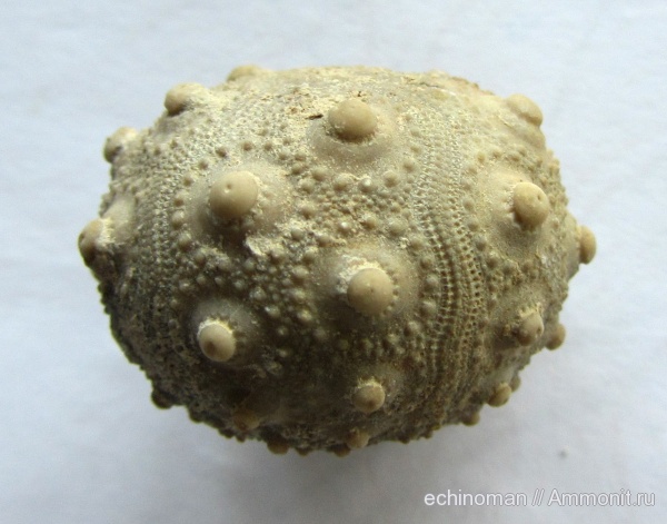 морские ежи, нижний мел, аптский ярус, Болгария, Pseudocidaris, Pseudocidaris clunifera, Aptian, Lower Cretaceous