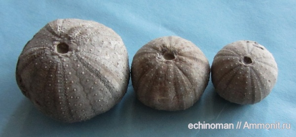 морские ежи, нижний мел, аптский ярус, Болгария, Spaniocyphus, Spaniocyphus theveneti, Aptian, Lower Cretaceous