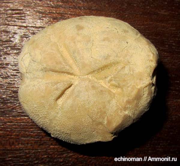 морские ежи, неоген, миоцен, Болгария, Brisaster