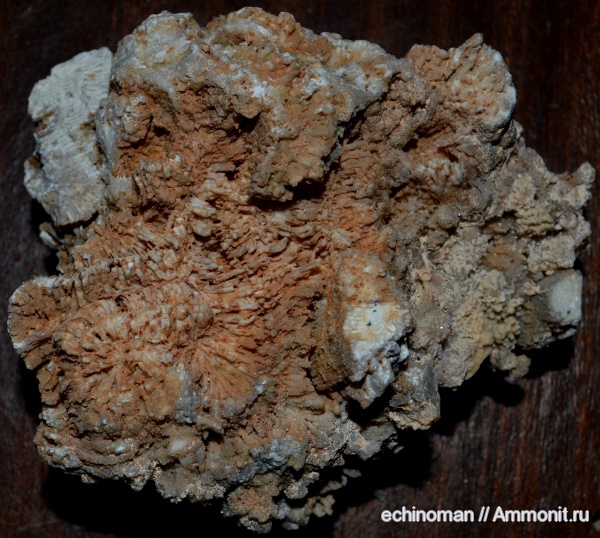 палеоген, кораллы, Болгария