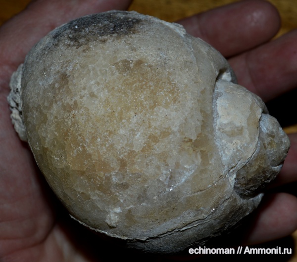 палеоген, улитки, Болгария, Globularia