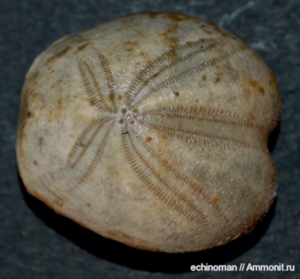 морские ежи, нижний мел, аптский ярус, Болгария, Hetarster oblongus, Hetarster, Aptian, Lower Cretaceous