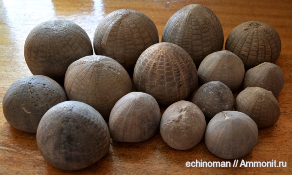 морские ежи, палеоцен, Echinocorys, датский ярус, Болгария