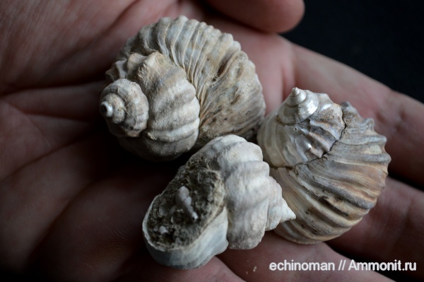 неоген, сармат, Barbotella, Barbotella intermedia, Болгария