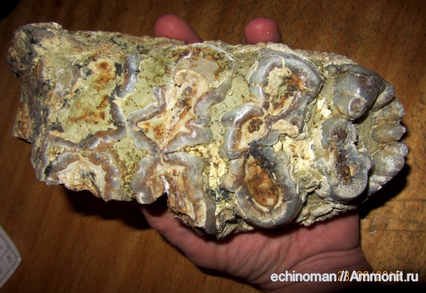 млекопитающие, плейстоцен, мастодонты, Болгария