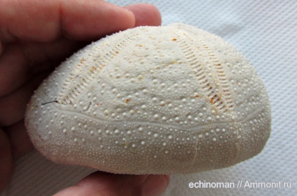 морские ежи, олигоцен, Болгария, Hypsopatagus meneghinii, Hypsopatagus