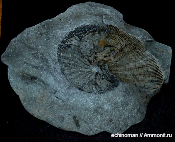аммониты, головоногие моллюски, верхний мел, Ammonites, Phylloceras, Болгария, Phylloceras (Neophylloceras) surya, Upper Cretaceous