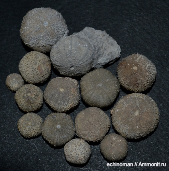 морские ежи, нижний мел, аптский ярус, Болгария, Codiopsis, Hemicodiopsis, Hemicodiopsis lorini, Aptian, Lower Cretaceous