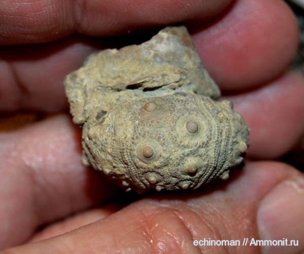 морские ежи, нижний мел, аптский ярус, Болгария, Balanocidaris, Aptian, Lower Cretaceous